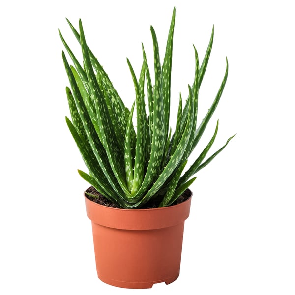 ALOE VERA زرع في وعاء, الألوه, 12 سم