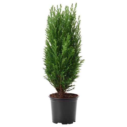CHAMAECYPARIS زرع في وعاء, السرو, 9 سم
