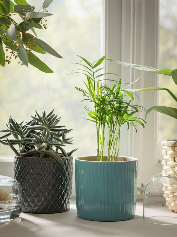 CHAMAEDOREA ELEGANS زرع في وعاء, نخلة الإستقبال., 9 سم