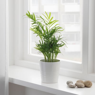 CHAMAEDOREA ELEGANS زرع في وعاء, نخلة الإستقبال., 9 سم