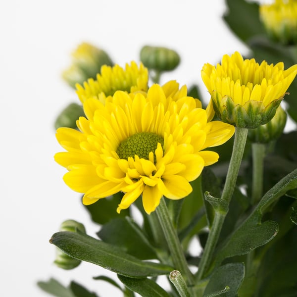 CHRYSANTHEMUM زرع في وعاء