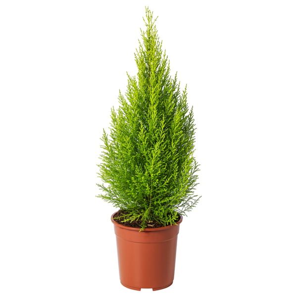 CUPRESSUS MACROCARPA زرع في وعاء