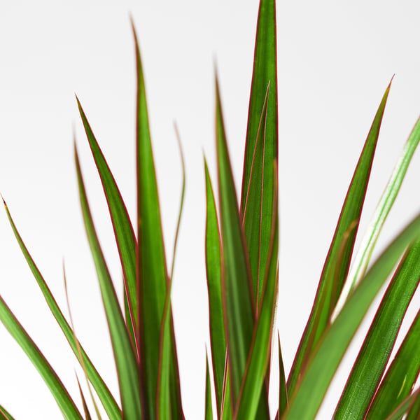 DRACAENA MARGINATA زرع في وعاء, شجرة التنين/جذع-1, 12.0 سم