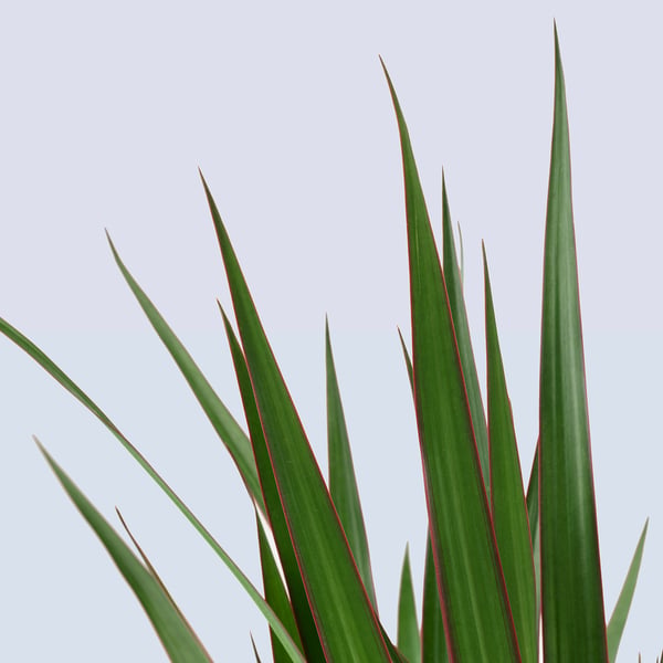 DRACAENA MARGINATA زرع في وعاء, شجرة التنين/ساقان, 19 سم
