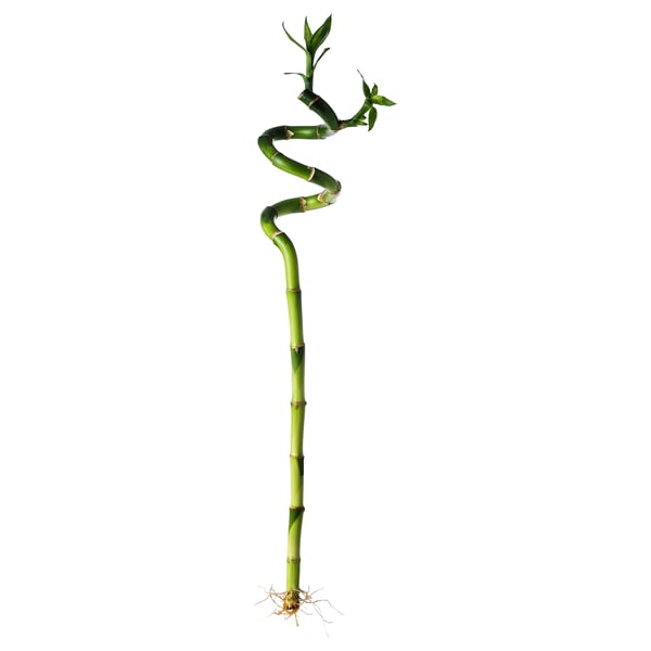 DRACAENA نبات, Lucky bamboo/حلزوني, 45 سم