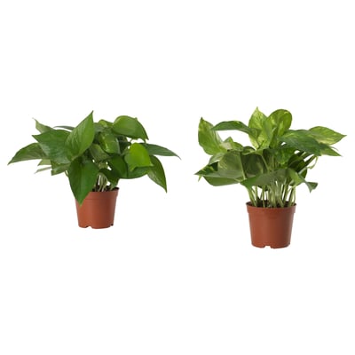 EPIPREMNUM زرع في وعاء, بوتس, 10.5 سم