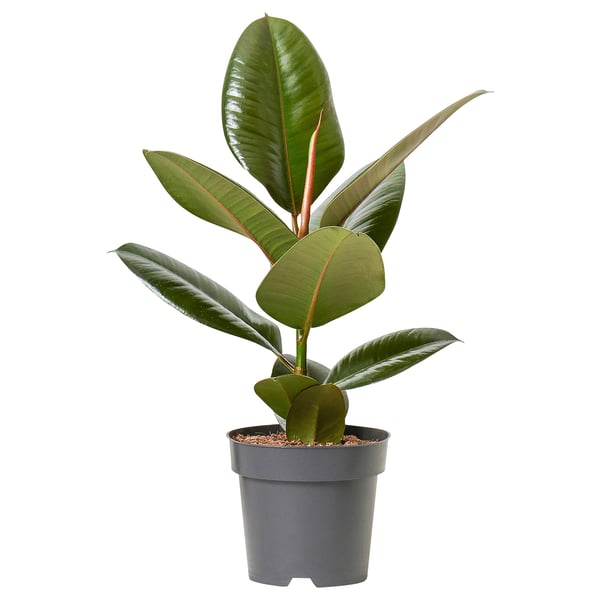 FICUS ELASTICA زرع في وعاء, نبات المطاط., 12 سم