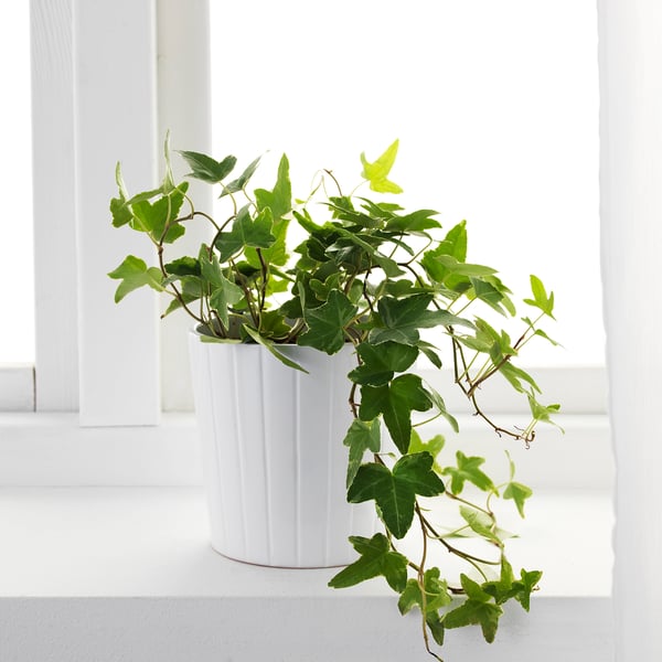 HEDERA HELIX زرع في وعاء, أفى, 13 سم