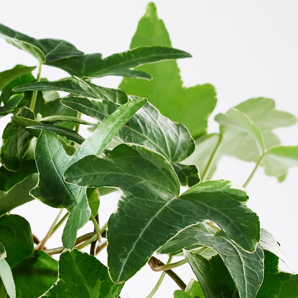 HEDERA HELIX زرع في وعاء, أفى, 13 سم