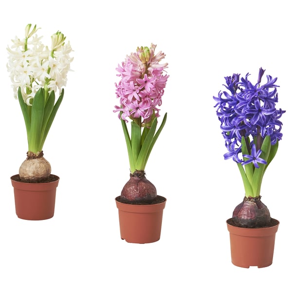 HYACINTHUS آنية نبات،1 مصباح.