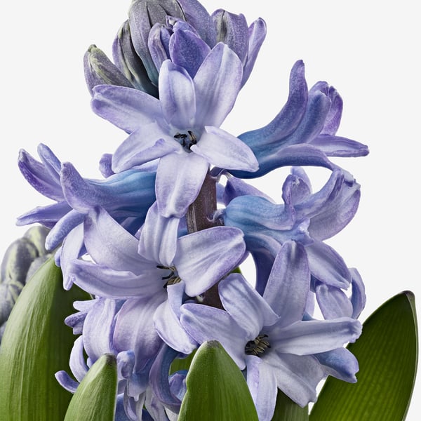 HYACINTHUS آنية نبات،3 مصابيح.