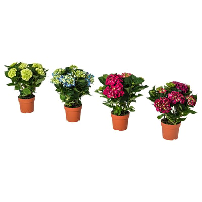 HYDRANGEA زرع في وعاء