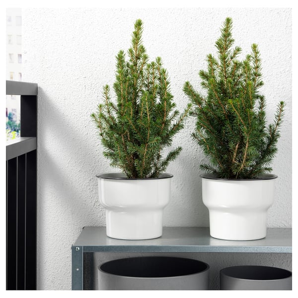 PICEA GLAUCA CONICA زرع في وعاء