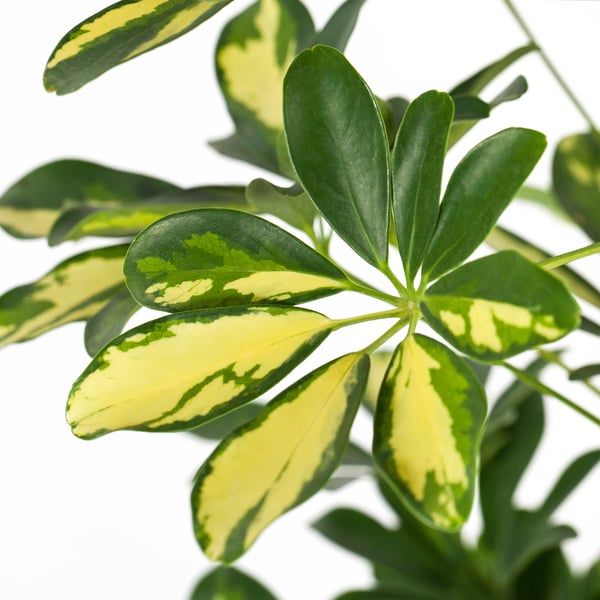 SCHEFFLERA ARBORICOLA زرع في وعاء, Umbrella tree, 24 سم