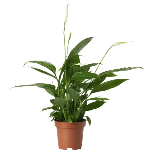 SPATHIPHYLLUM زرع في وعاء, بيسي للي, 9 سم