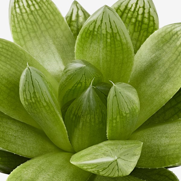 SUCCULENT زرع في وعاء, متعددة, 6 سم