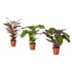 Floor plants