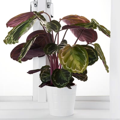 Potted CALATHEA with colourful leaves by the door.