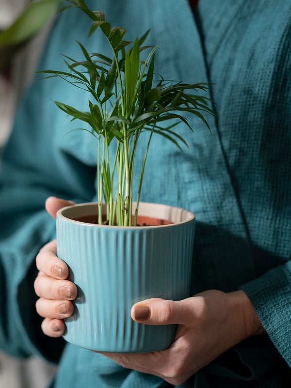 Person in blue sweater holding potted green plant.