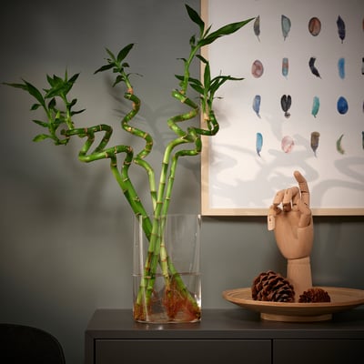 Vase with green DRACAENA plant next to wooden hand and pinecones on shelf.