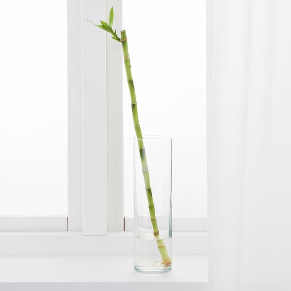 Green plant in tall vase on windowsill, thriving.