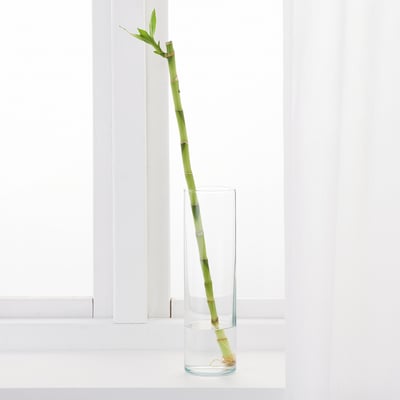 Green plant in tall vase on windowsill, thriving.