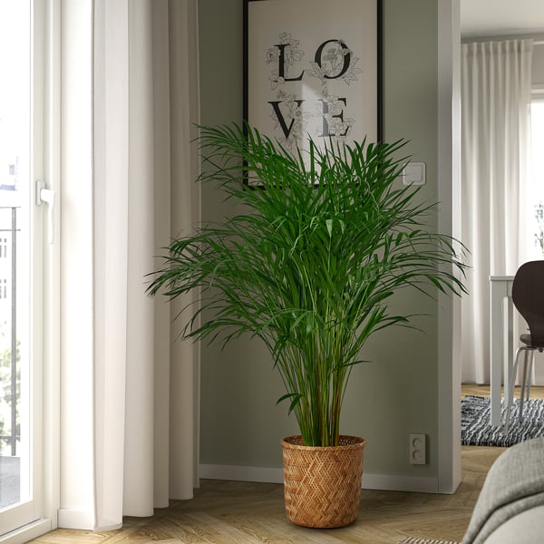 Large potted DYPSIS LUTESCENS palm in wicker basket near window. Tall, vibrant green leaves contrast light curtains and wooden floor.