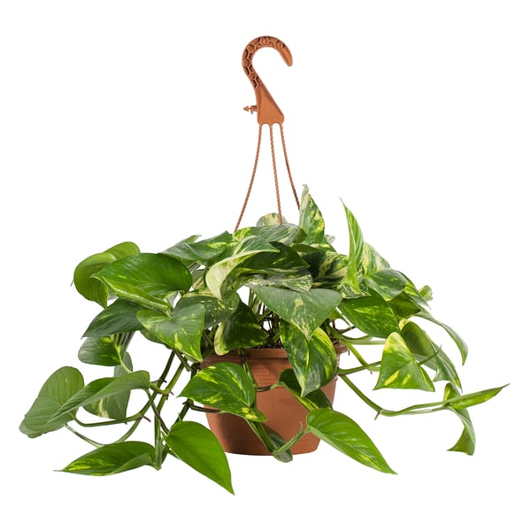 Hanging variegated EPIPREMNUM plant