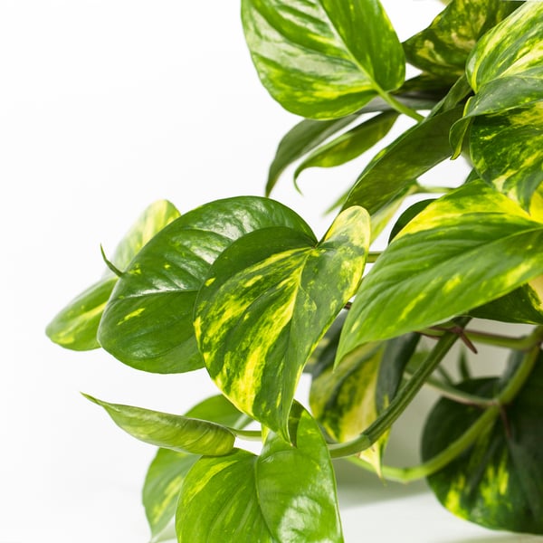 Vibrant green and yellow variegated leaves on a healthy hanging plant.
