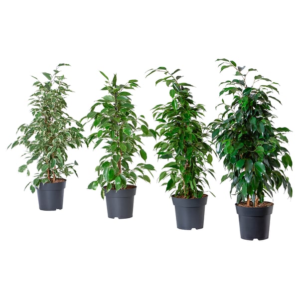 Four potted FICUS BENJAMINAs, vibrant green, in dark plastic pots, evenly spaced in a row.