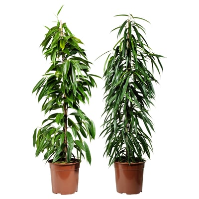 Two lush green FICUS BINNENDIJKII plants in brown pots, tall with broad leaves, standing side by side.