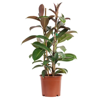 Potted ficus with broad green leaves.