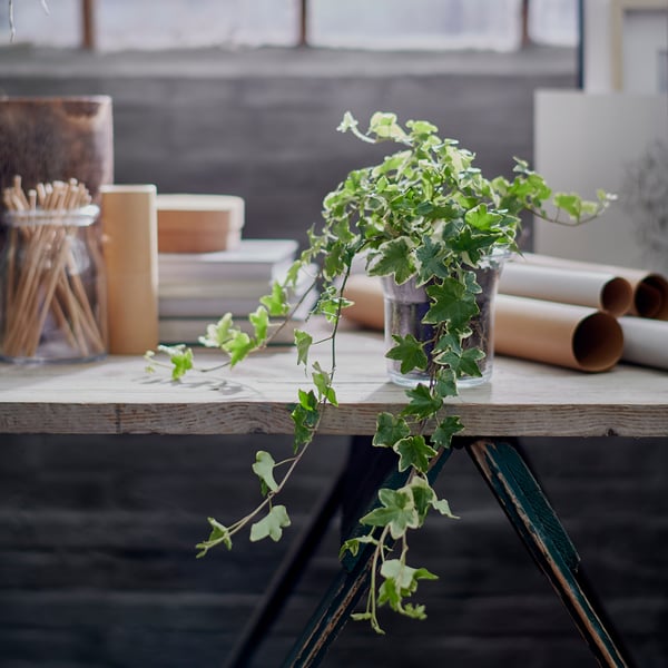 Small green plant & art supplies on wooden table.