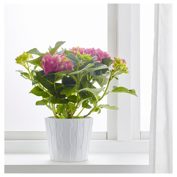 HYDRANGEA Potted plant, Hydrangea assorted colours, 15 cm