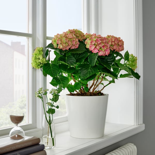 HYDRANGEA Potted plant, Hydrangea assorted colours, 21 cm