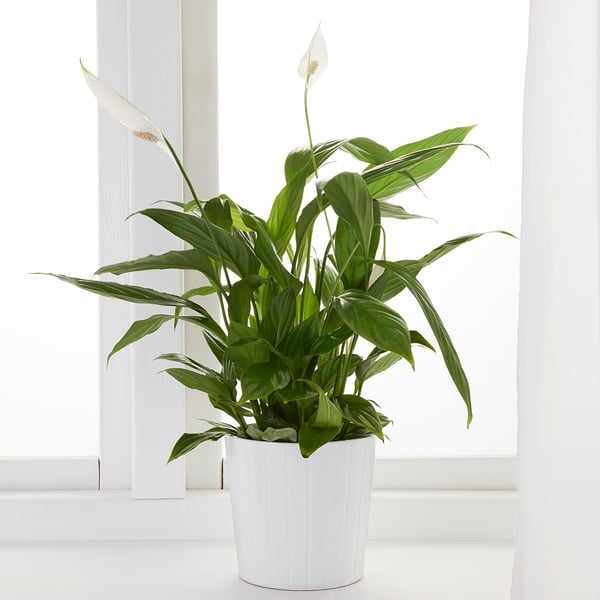 Potted SPATHIPHYLLUM by window, green leaves, white flowers.