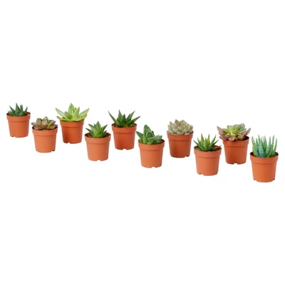 Ten small SUCCULENTs in orange plastic pots, neatly arranged in a row.
