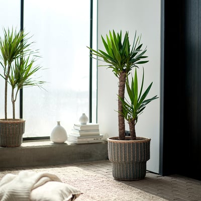 Two large YUCCA ELEPHANTIPES in brown pots near a sunny window, with a minimalist table featuring a white vase and books.