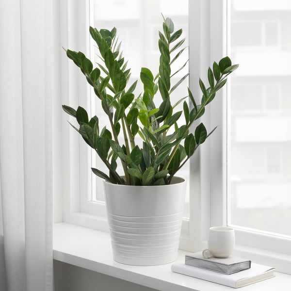 Potted zz plant on windowsill, thriving with indirect light, adding greenery to a serene room.