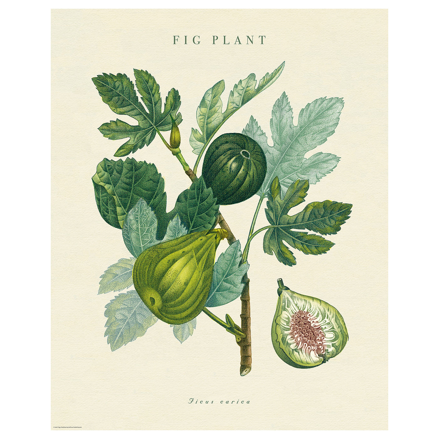 BILD-Poster: Feigenpflanzen-Illustration mit grünen Blättern und Früchten. Beigefarbener Hintergrund. Hochwertiges Papier. Detailliertes botanisches Design.