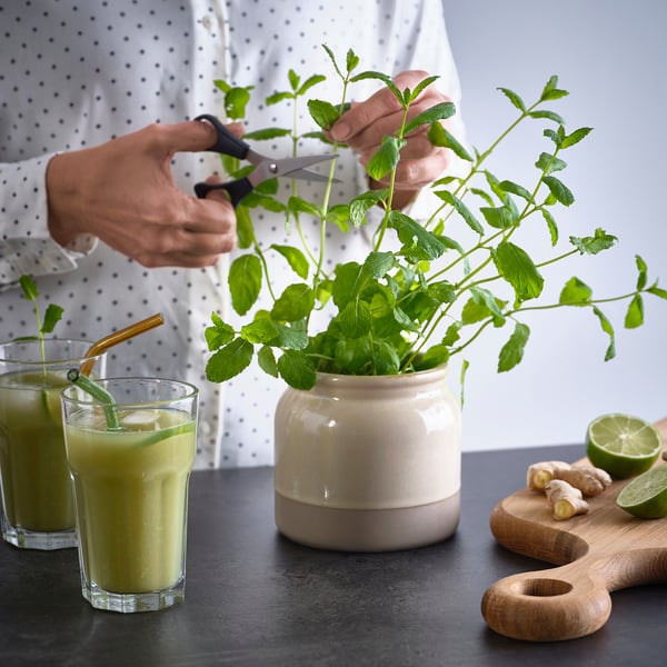 Minze für grüne Smoothies trimmen.