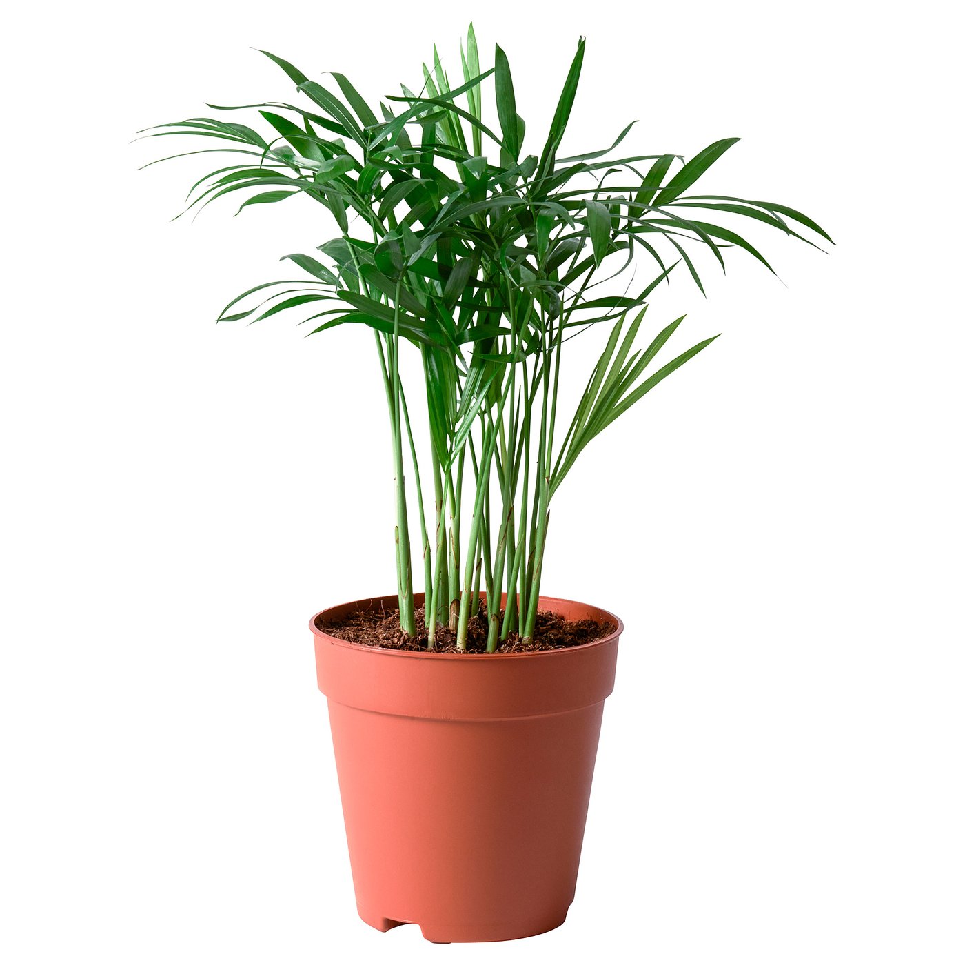 Grüne Topfpflanze in braunem Plastikbehälter.