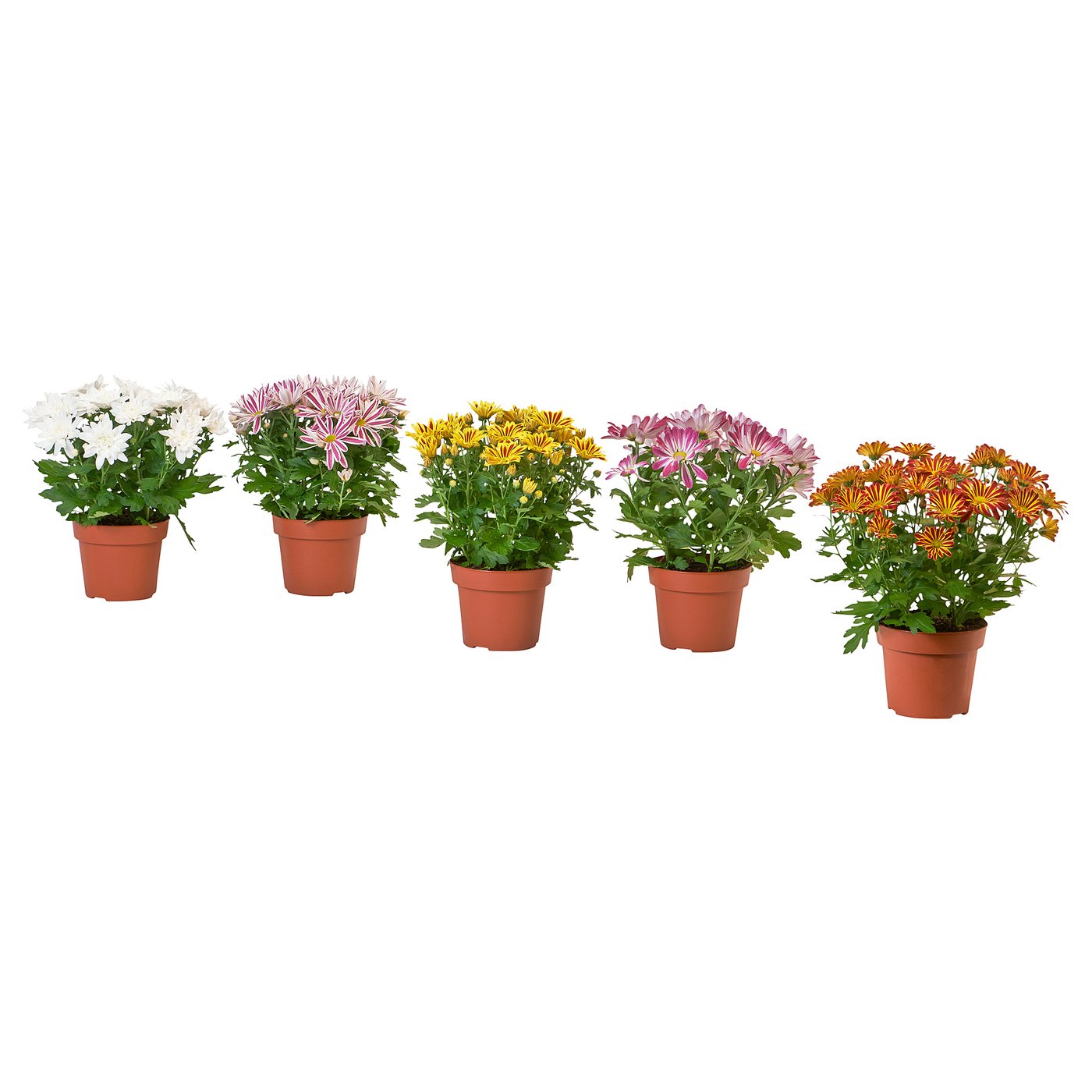 Sechs eingetopfte Chrysanthemen in verschiedenen Farben, die in einer Reihe angeordnet sind, jede in braunen Töpfen, vor weißem Hintergrund.