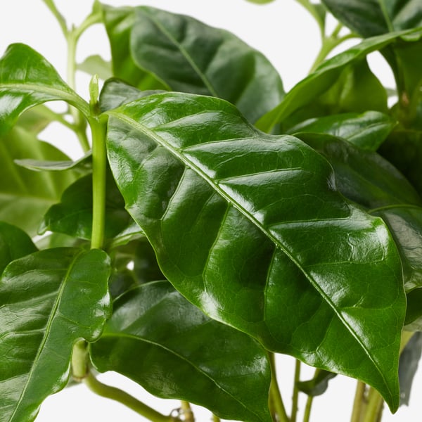 Nahaufnahme von lebendigen, glänzenden grünen Kaffeeblättern, die gedeihen und gesund sind.