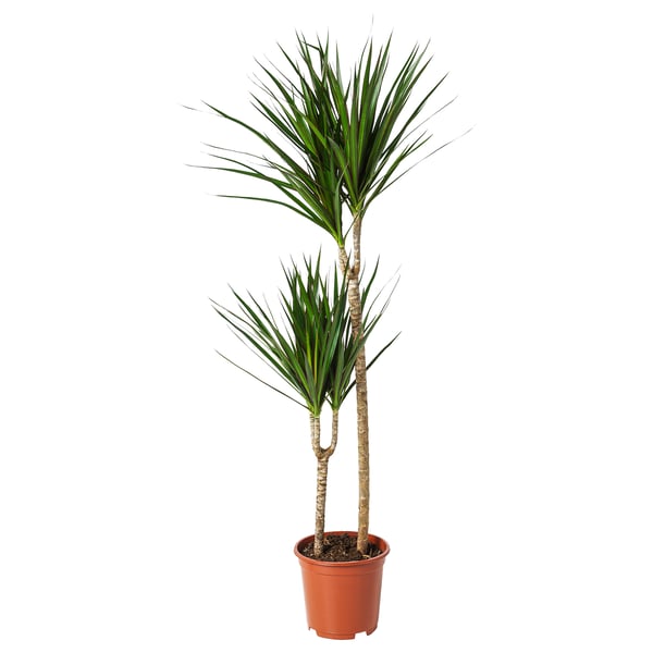 DRACAENA MARGINATA im Topf in Terrakotta, grüne, stachelige Blätter.
