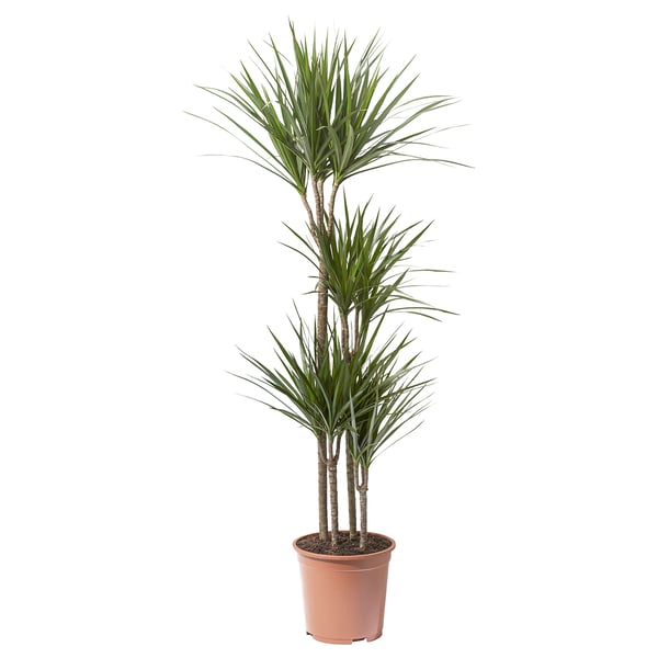 Orangefarbene Dracaena mit langen grünen Blättern.