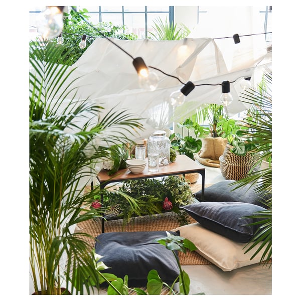 DYPSIS LUTESCENS Pflanze, Goldfruchtpalme, 24 cm