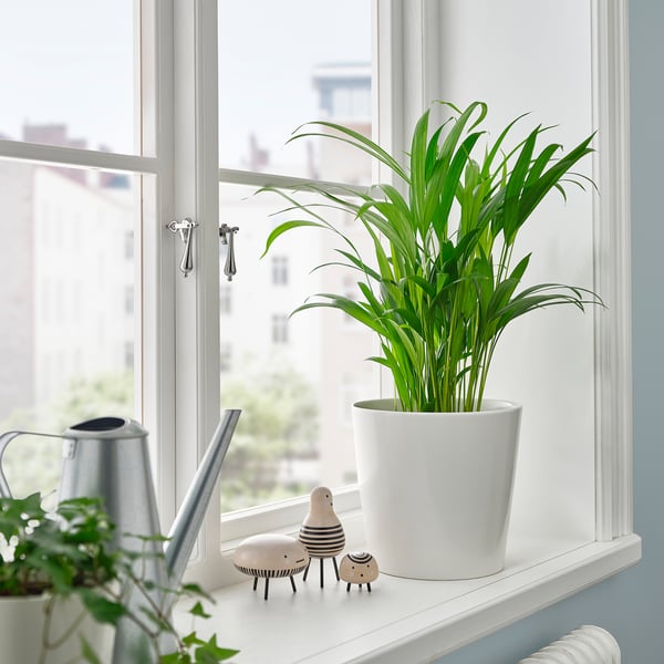 DYPSIS LUTESCENS Pflanze mit Zebras, Gießkanne.