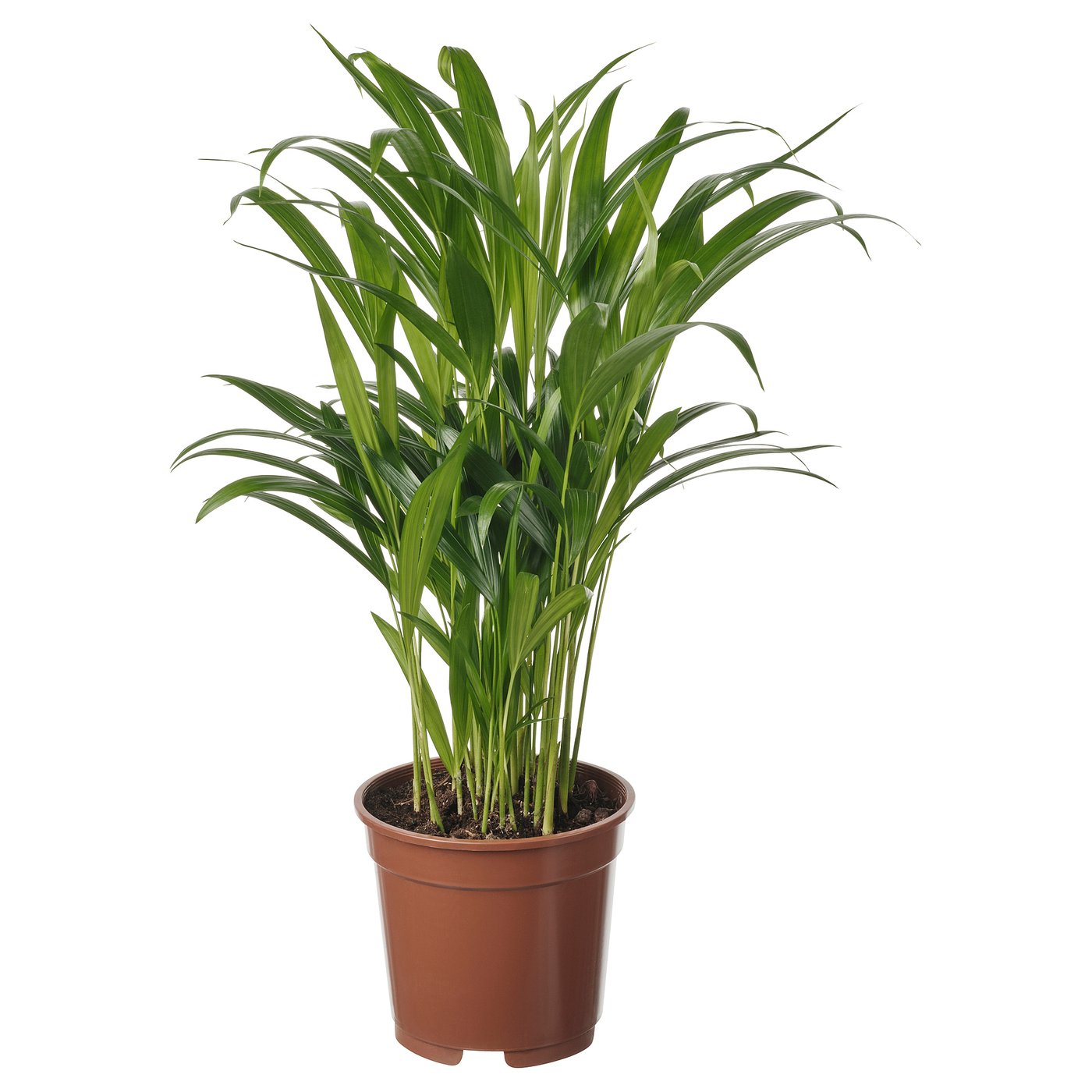 Gelbe Dyspis-Pflanze im Topf