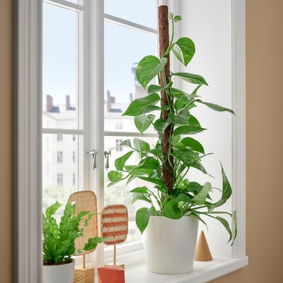 Fensterbank mit EPIPREMNUM-Pflanzen in weißen Töpfen. Hohe Pflanze in der Mitte, kleinere Pflanze links. Bunt gewebtes Dekor dazwischen. Urbaner Blick nach draußen.